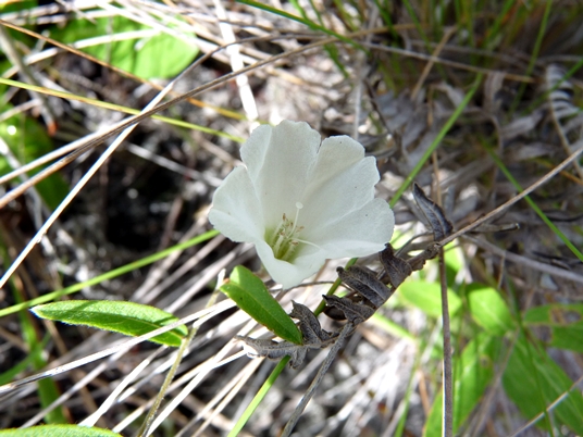 {Stylisma pickeringii}